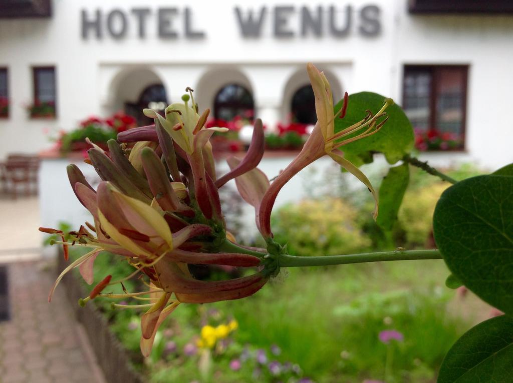 Hotel Wenus Kazimierz Dolny Exterior photo